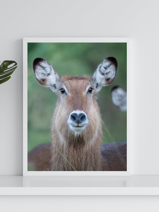 Waterbuck Portrait