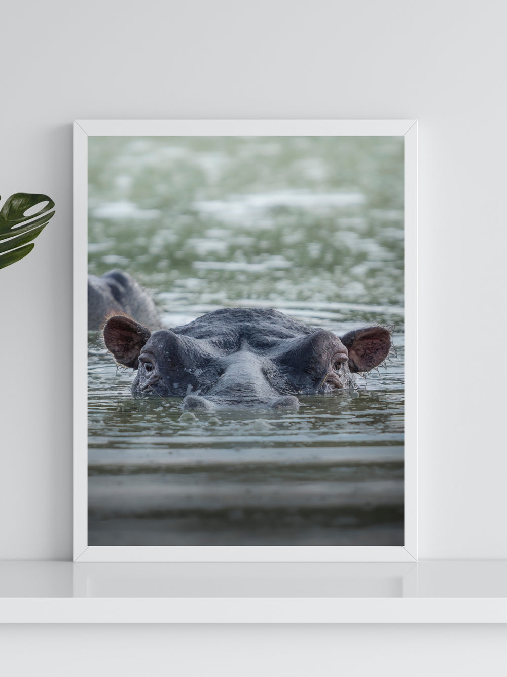Bathing Hippo