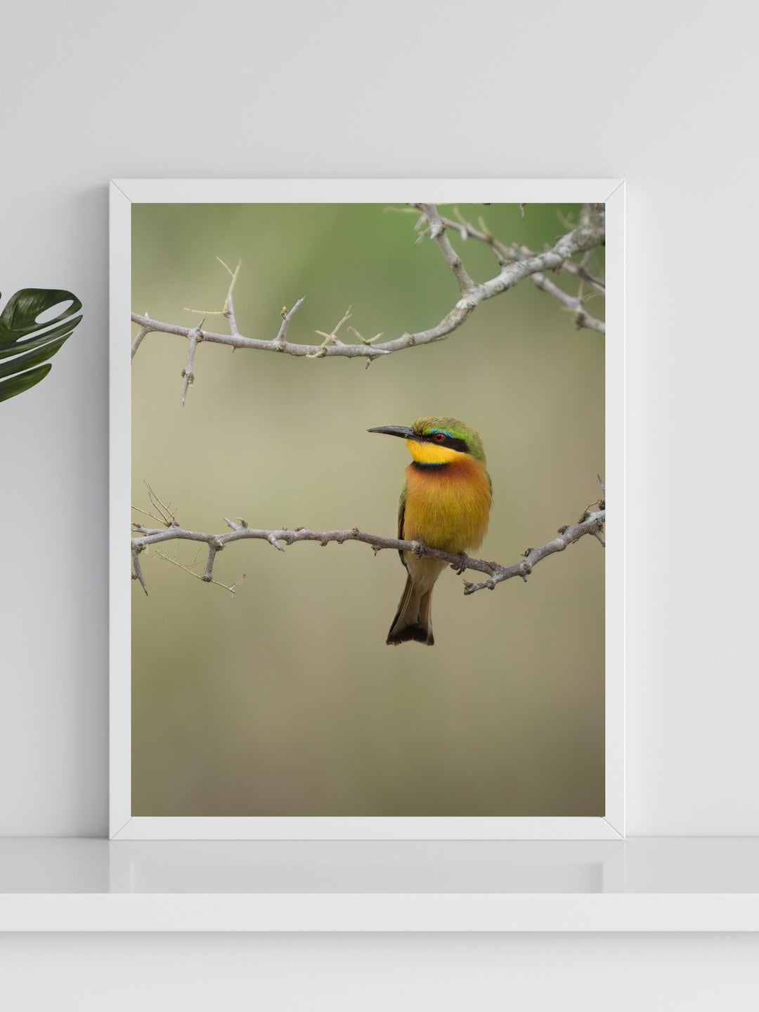 Luminous Bee-Eater