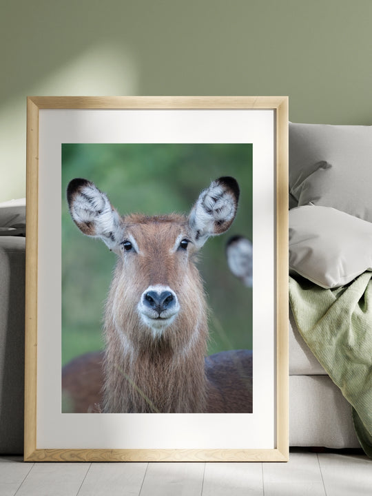 Waterbuck Portrait