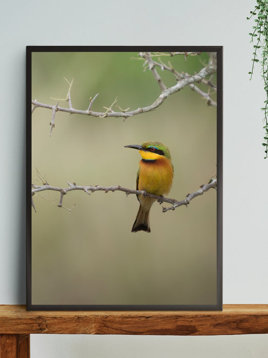 Luminous Bee-Eater