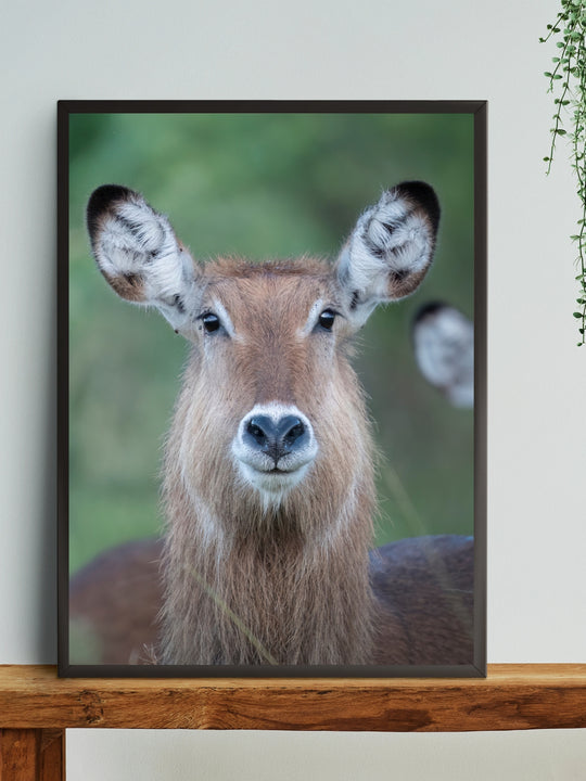 Waterbuck Portrait