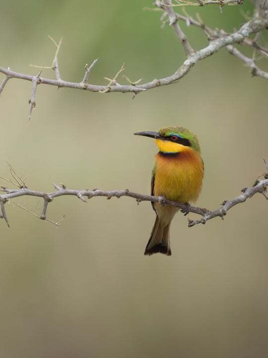 Luminous Bee-Eater