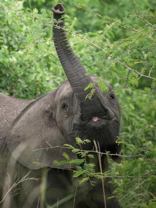 Young Elephant