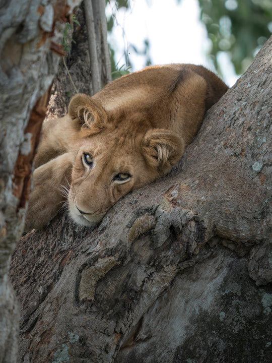 Little Lion