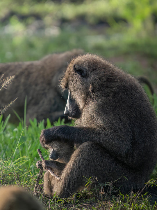 Grooming