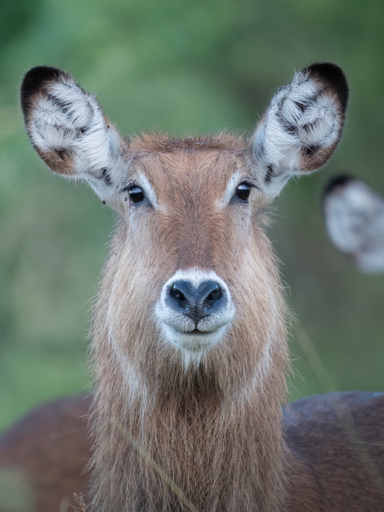 Waterbuck Portrait