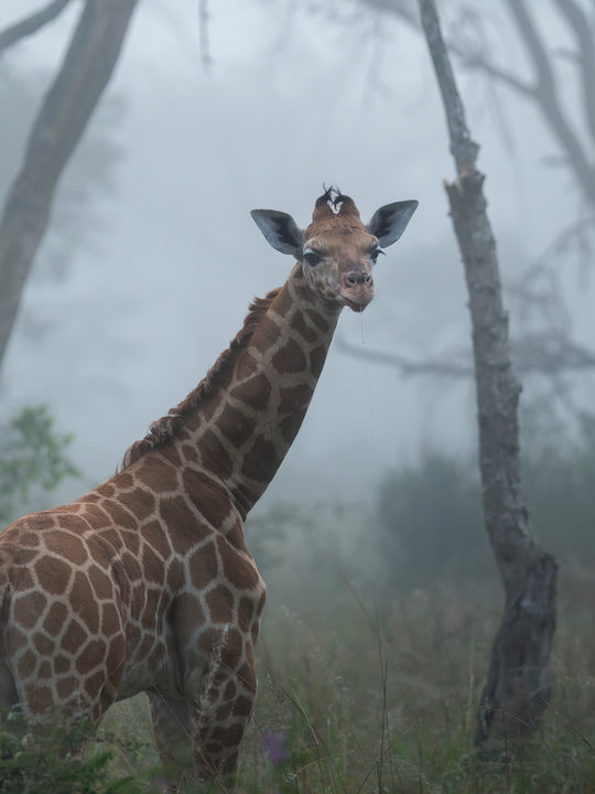 Baby Giraffe