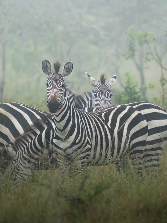 Stripes