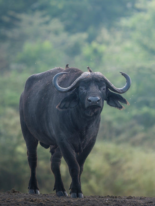 Lonely Buffalo