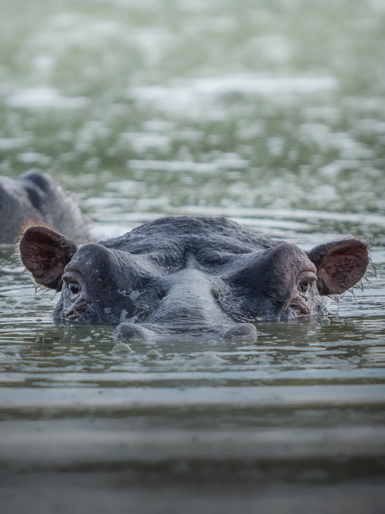 Bathing Hippo